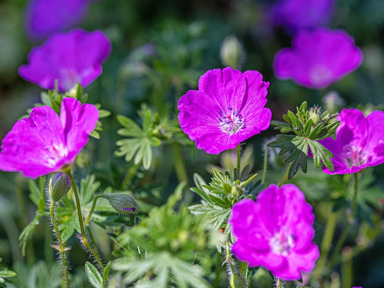 Image of Close up of hardy geraniums cut back to ground