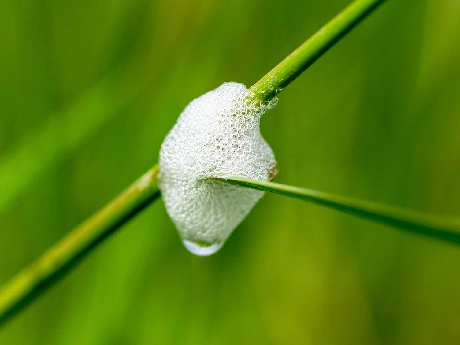 UK_cuckoo-spit-closeup.jpg