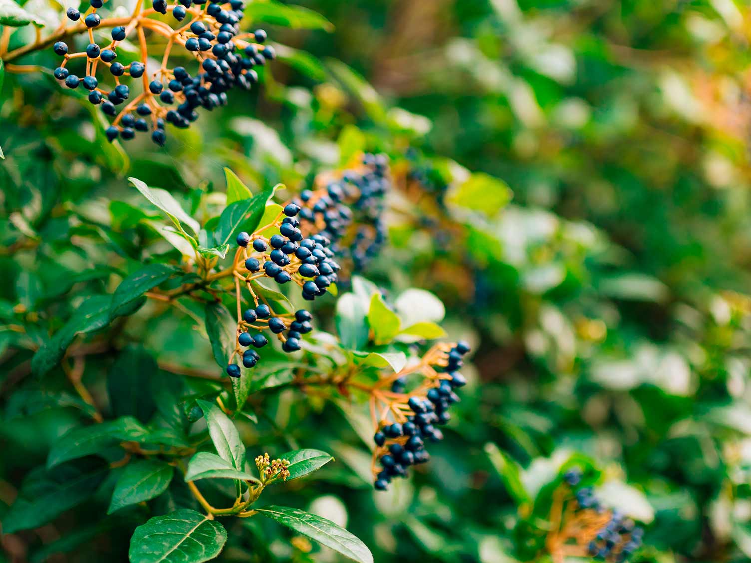 UK_elder-tree-with-fruit.jpg Elder tree bearing fruit