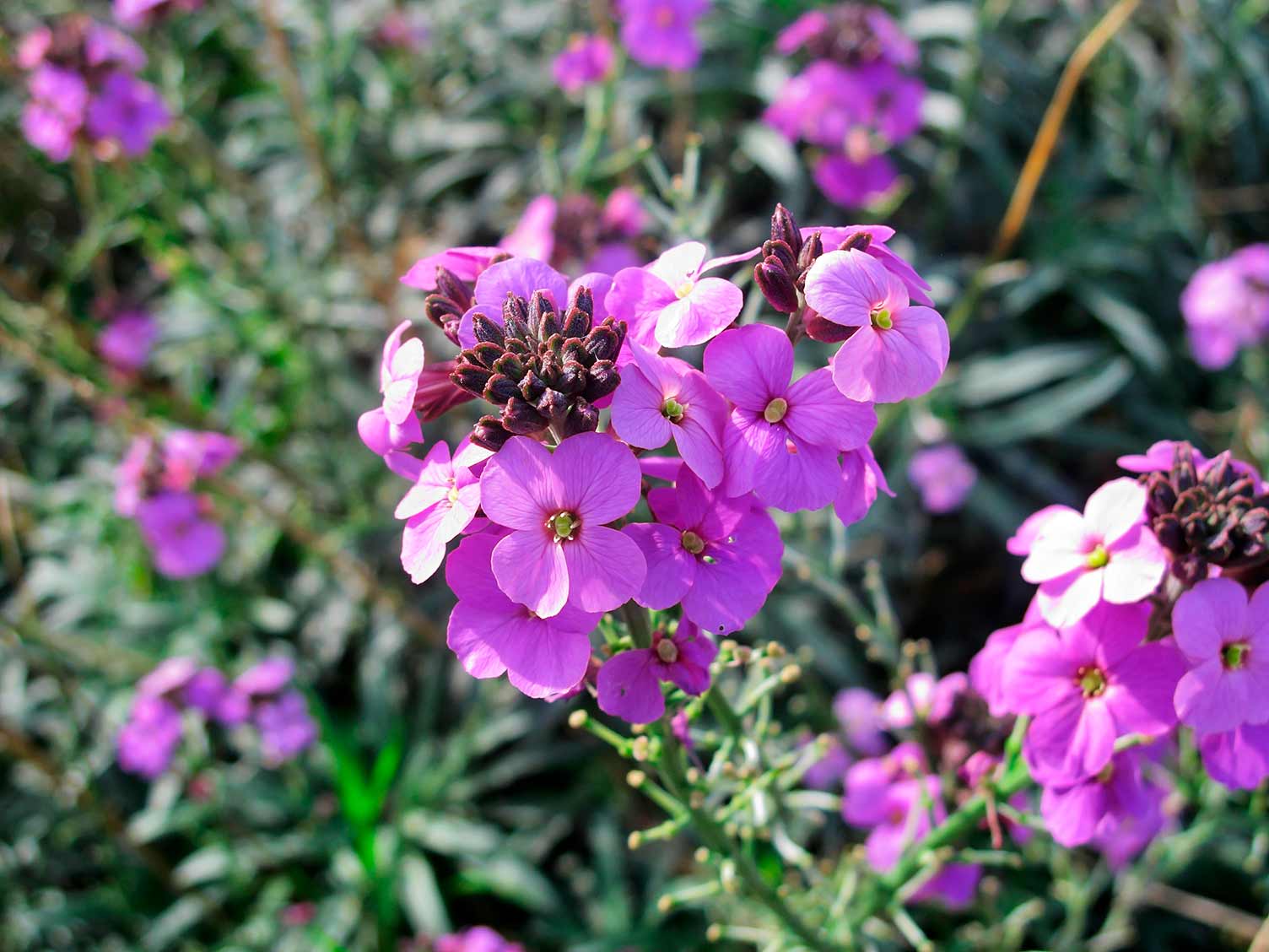 How To Grow And Care For Wallflowers Lovethegarden