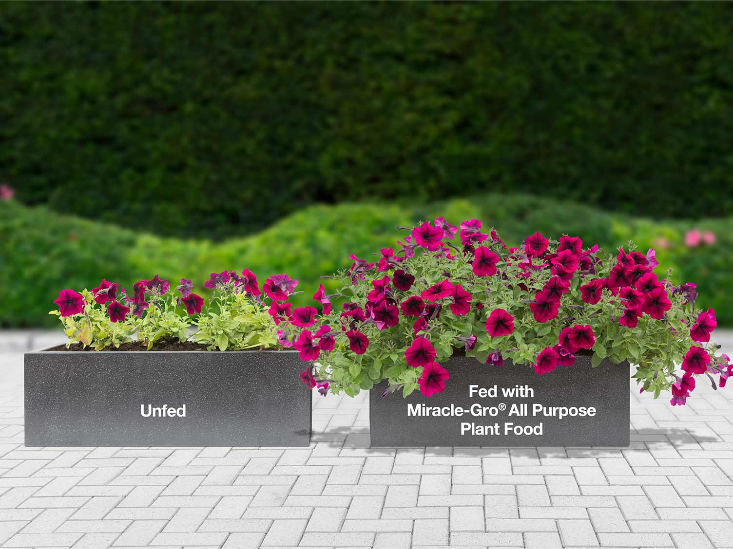 UK_fed-versus-unfed-plants-example.jpg Comparison of unfed versus fed plants