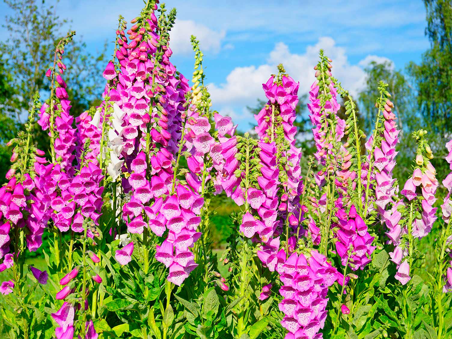 How to grow and care for foxgloves | Love The Garden