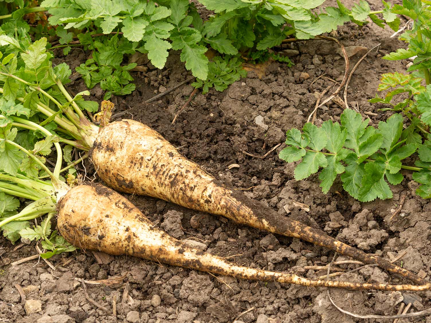 How to grow and care for parsnips | lovethegarden