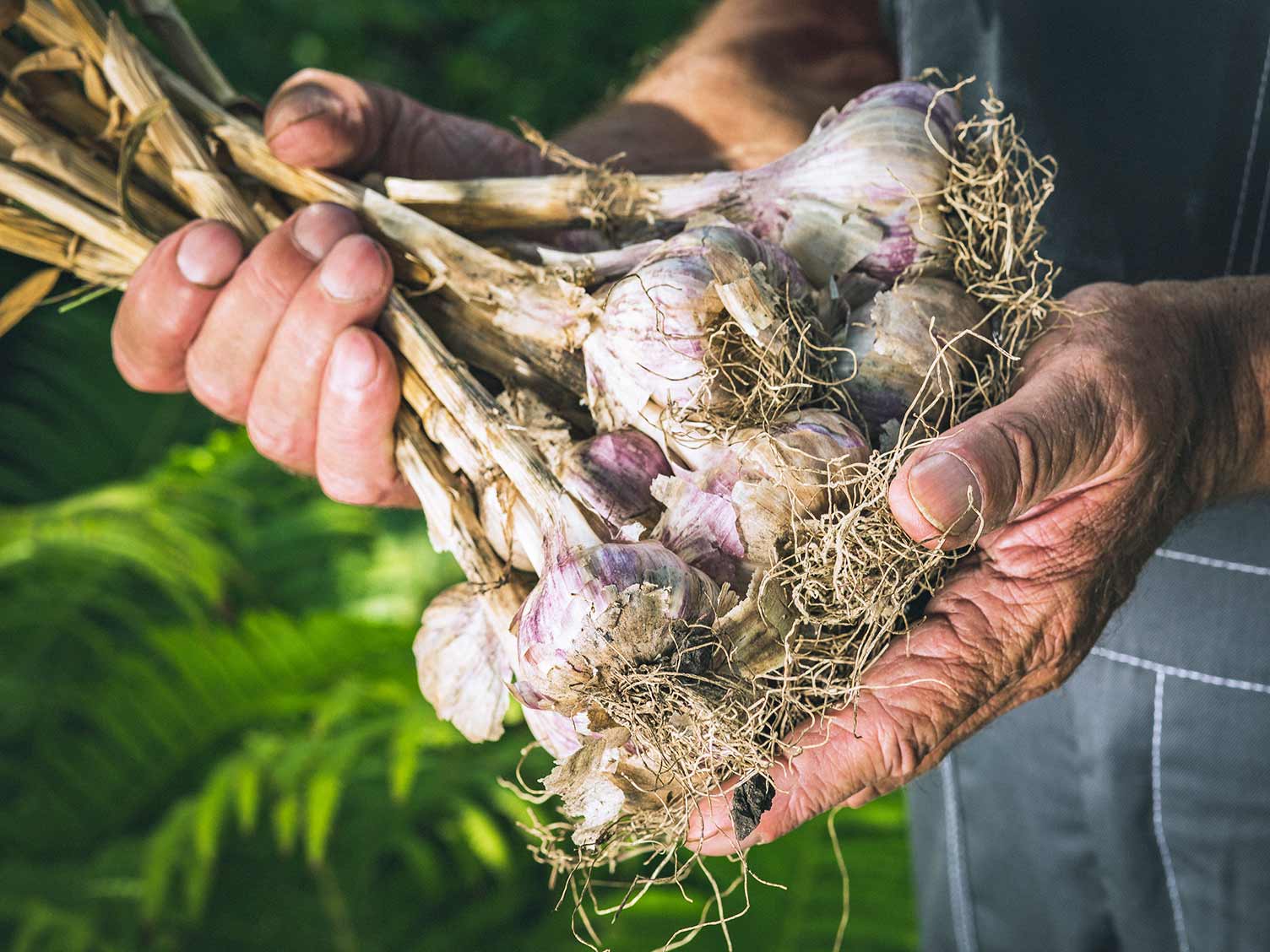 Freshly harvested garlic