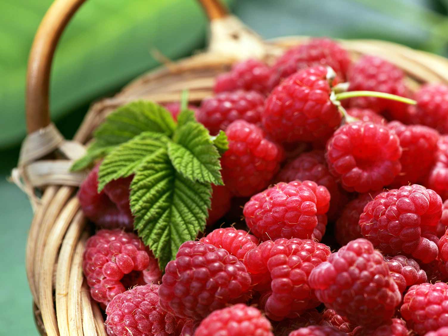 Freshly harvested raspberries