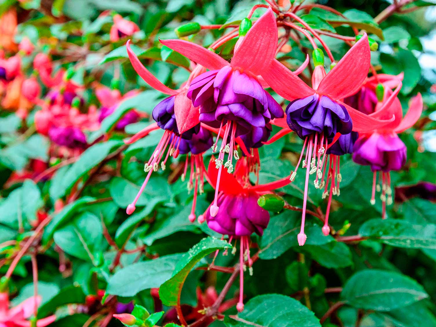 Stamboom Astrolabium Aanzetten How to grow and care for fuchsia | Love The Garden