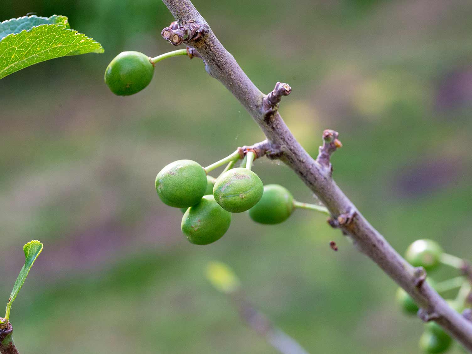 UK_gages-growing.jpg Gages growing