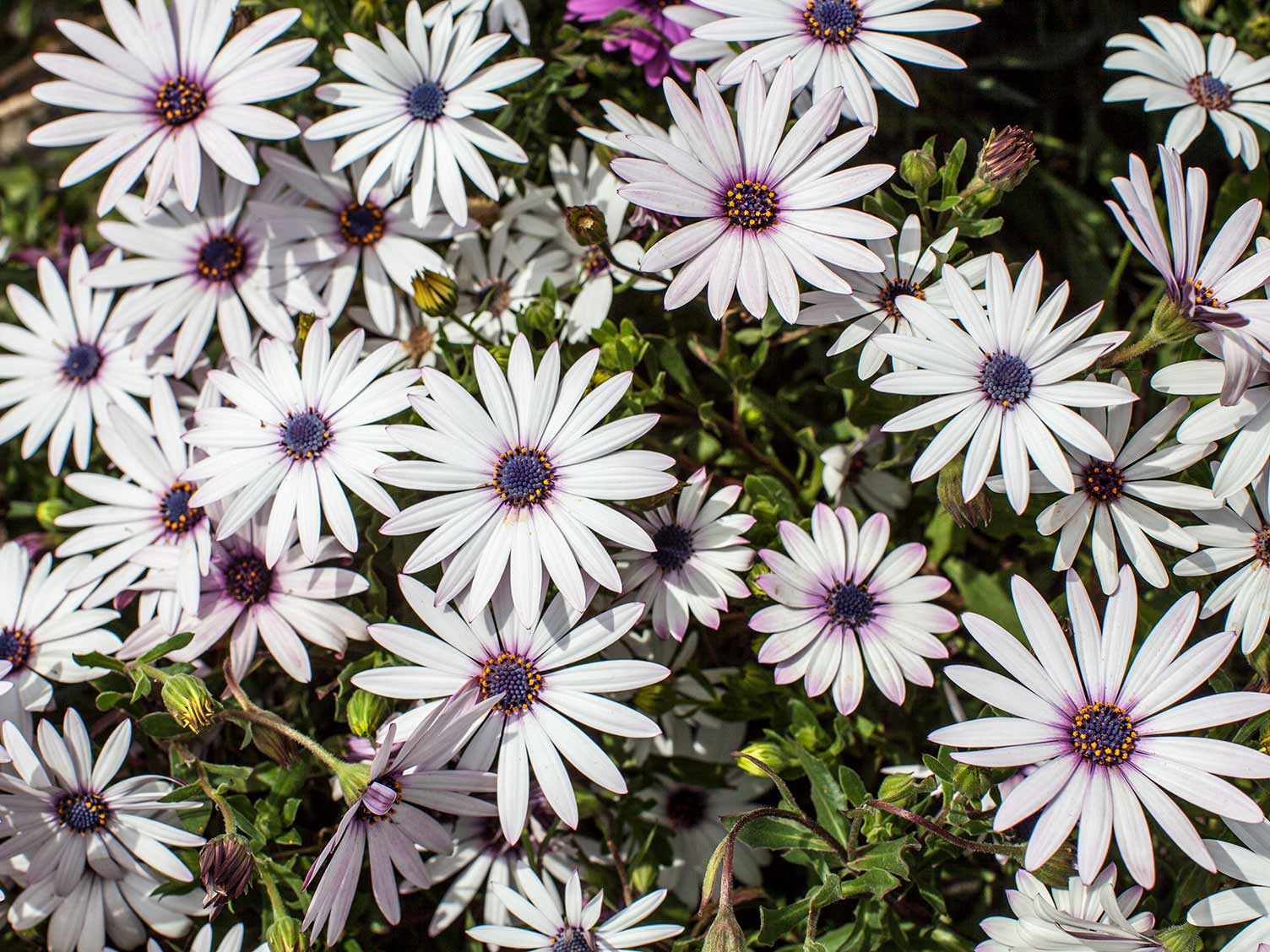 White Gerber daisy flowers closeup