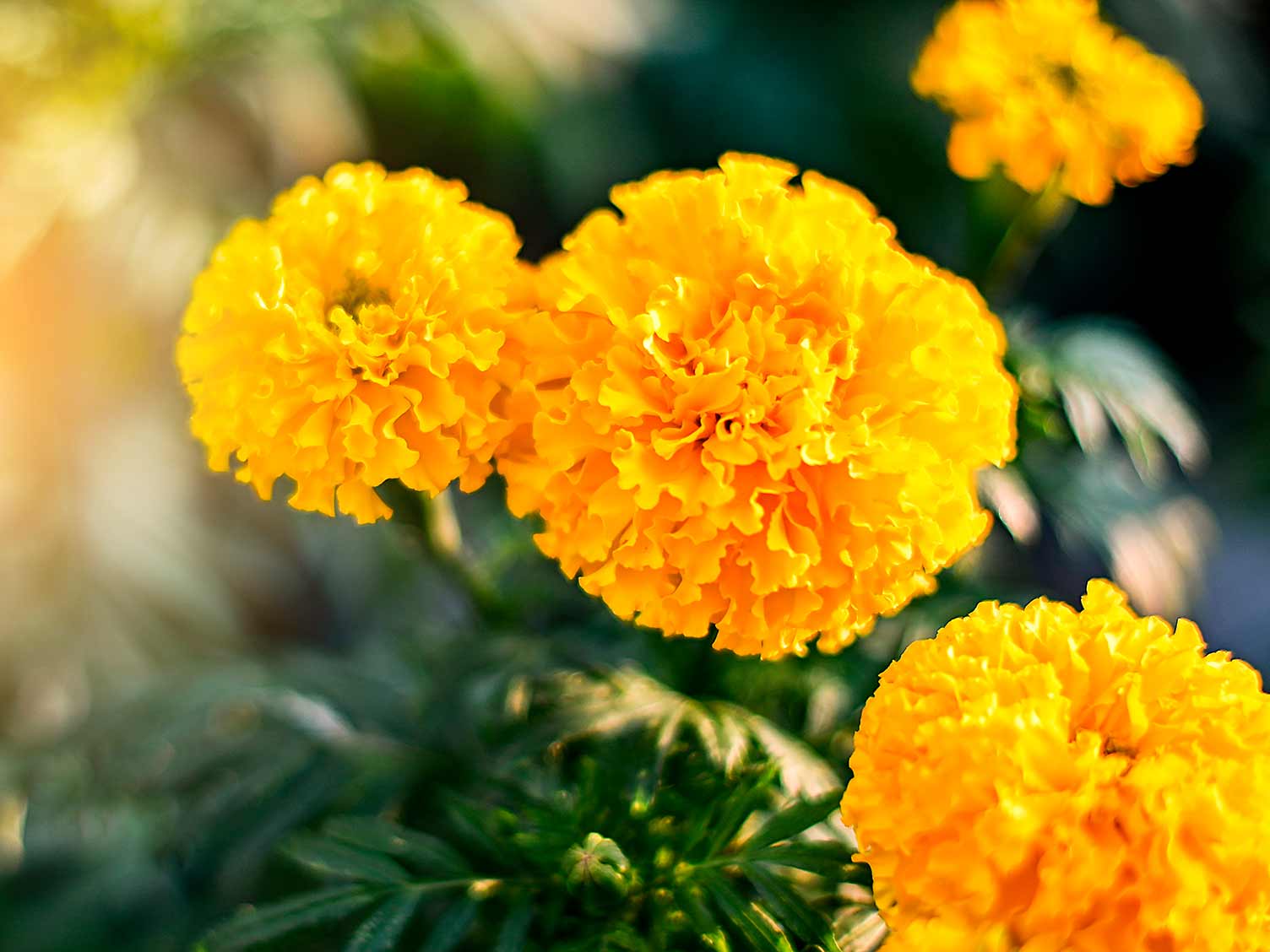 how to grow and care for marigolds | lovethegarden