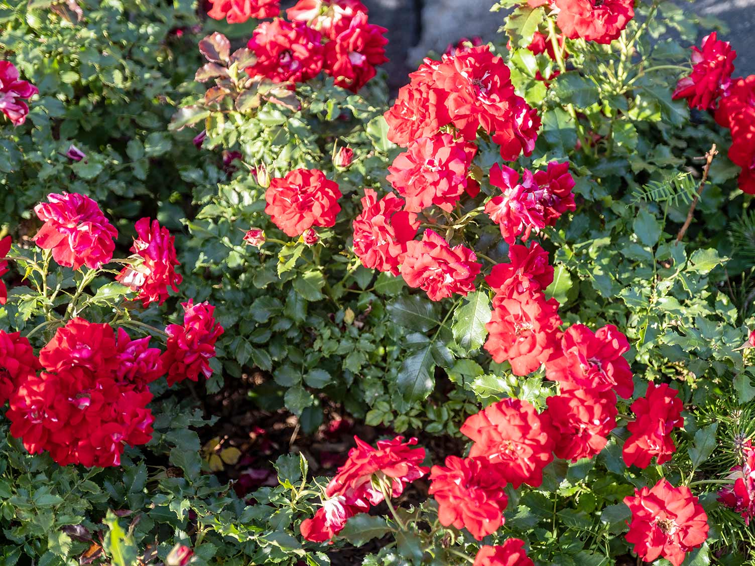 Ground cover roses