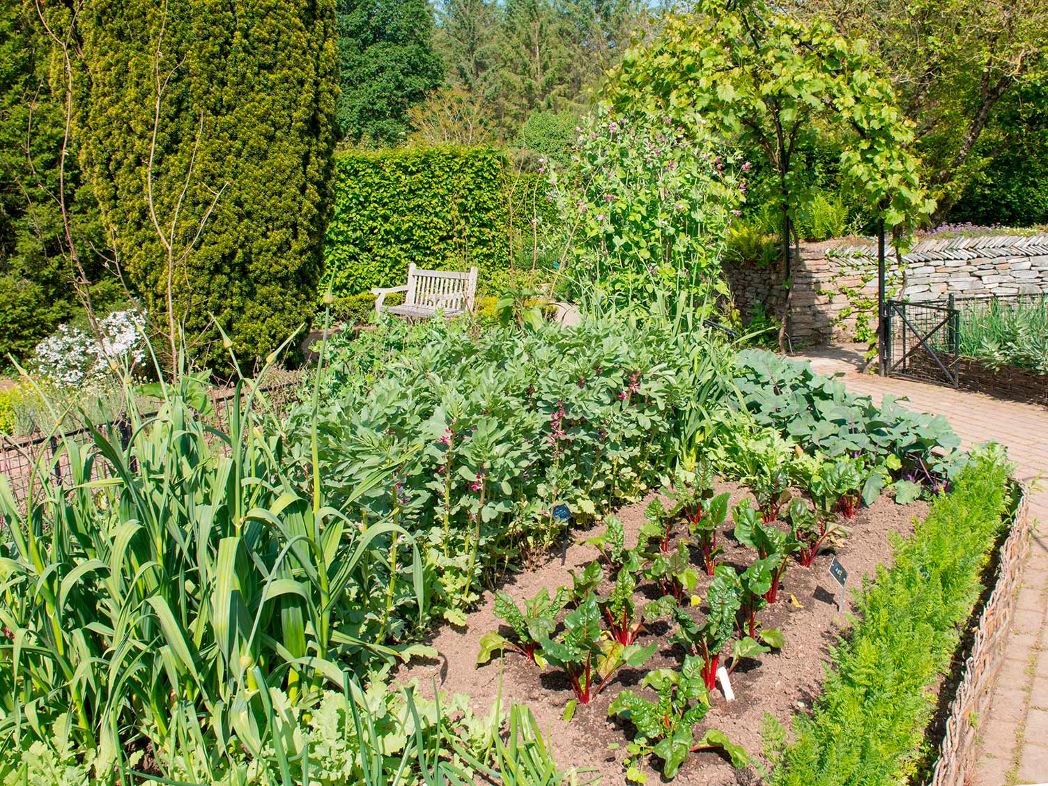 Ideal positioning of a vegetable garden
