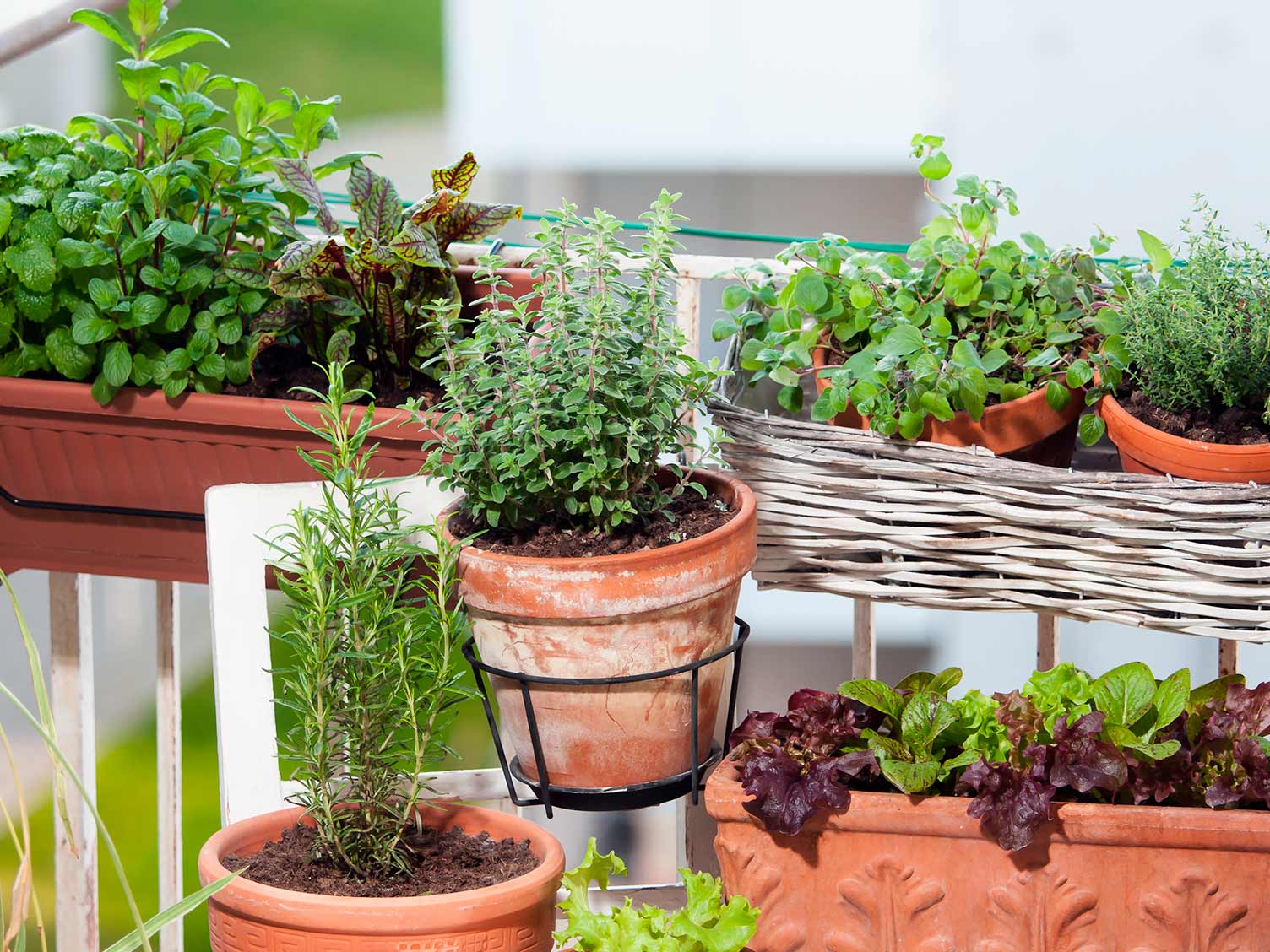 UK_growing-veg-and-herbs-on-a-balcony.jpg Growing fruit, vegetables and herbs on a balcony