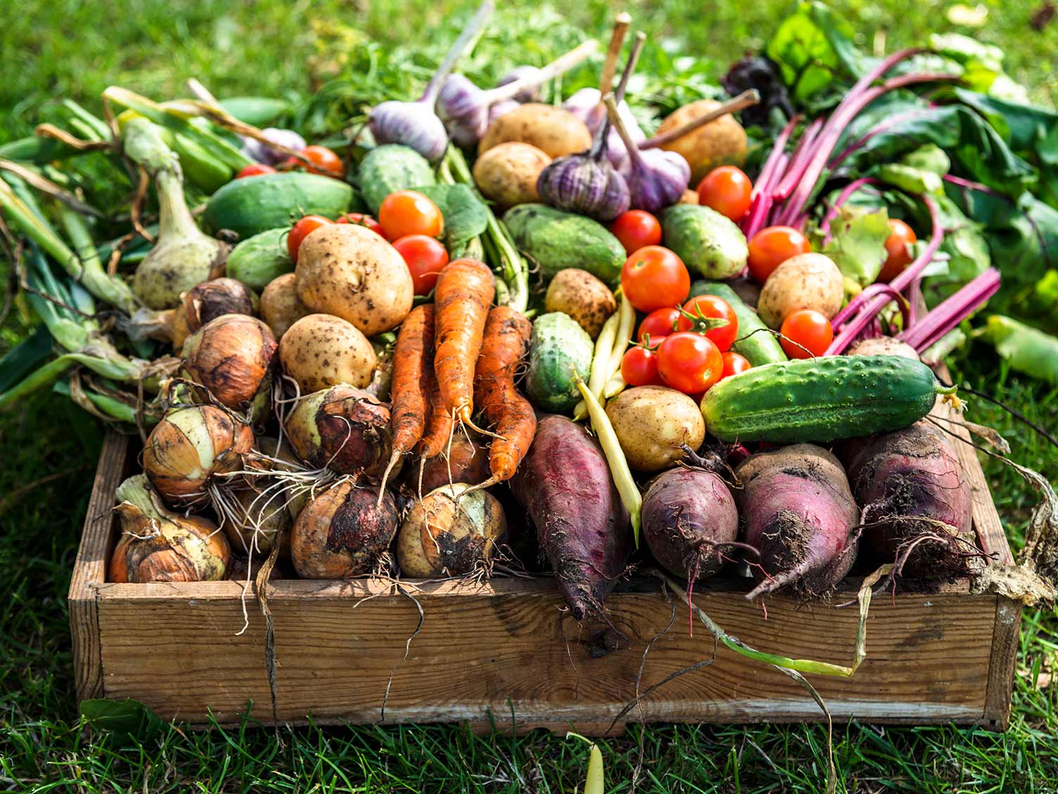 UK_harvested-garden-vegetables.jpg Freshly harvested garden vegetables