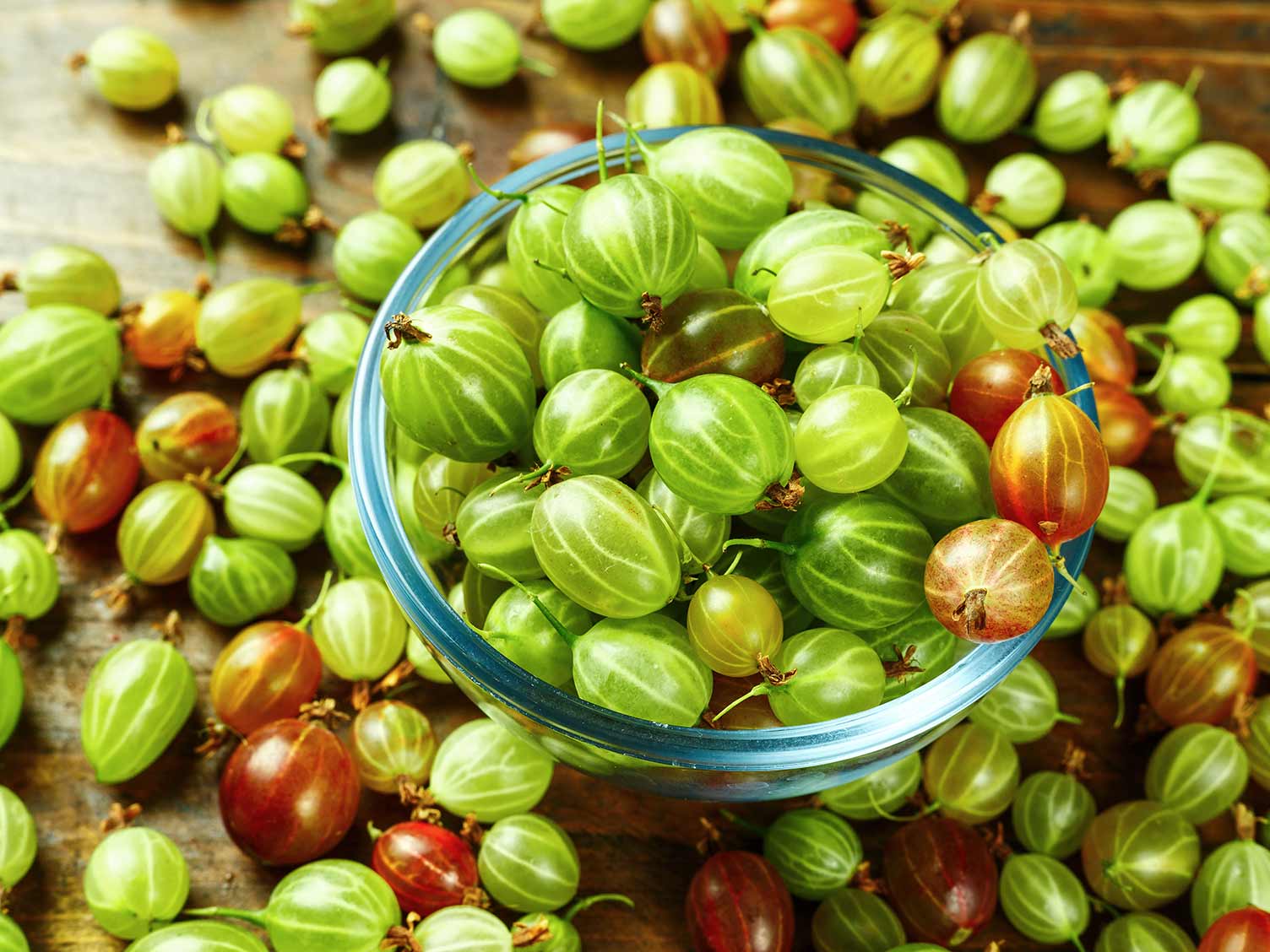 UK_harvested-gooseberries.jpg Freshly harvested gooseberries