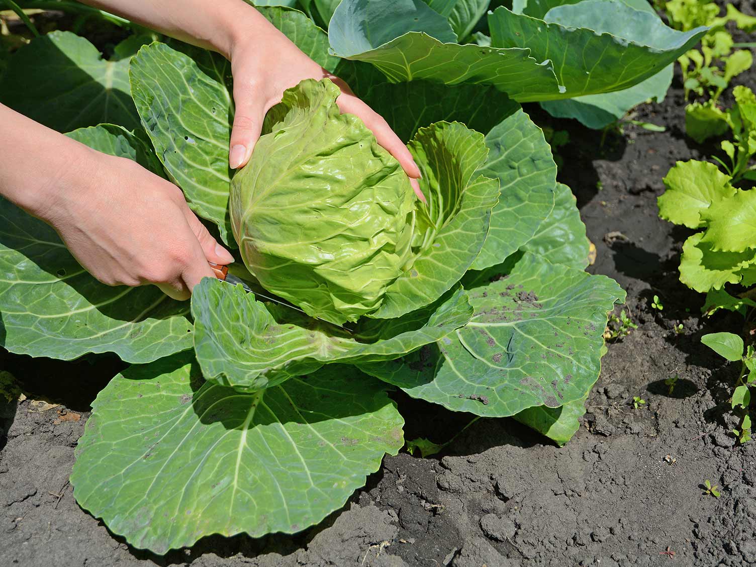 Harvesting cabbages
