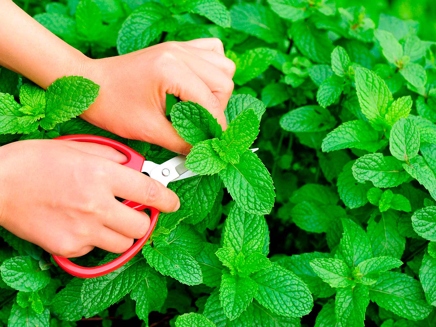 Mint (Mentha) - Love The Garden