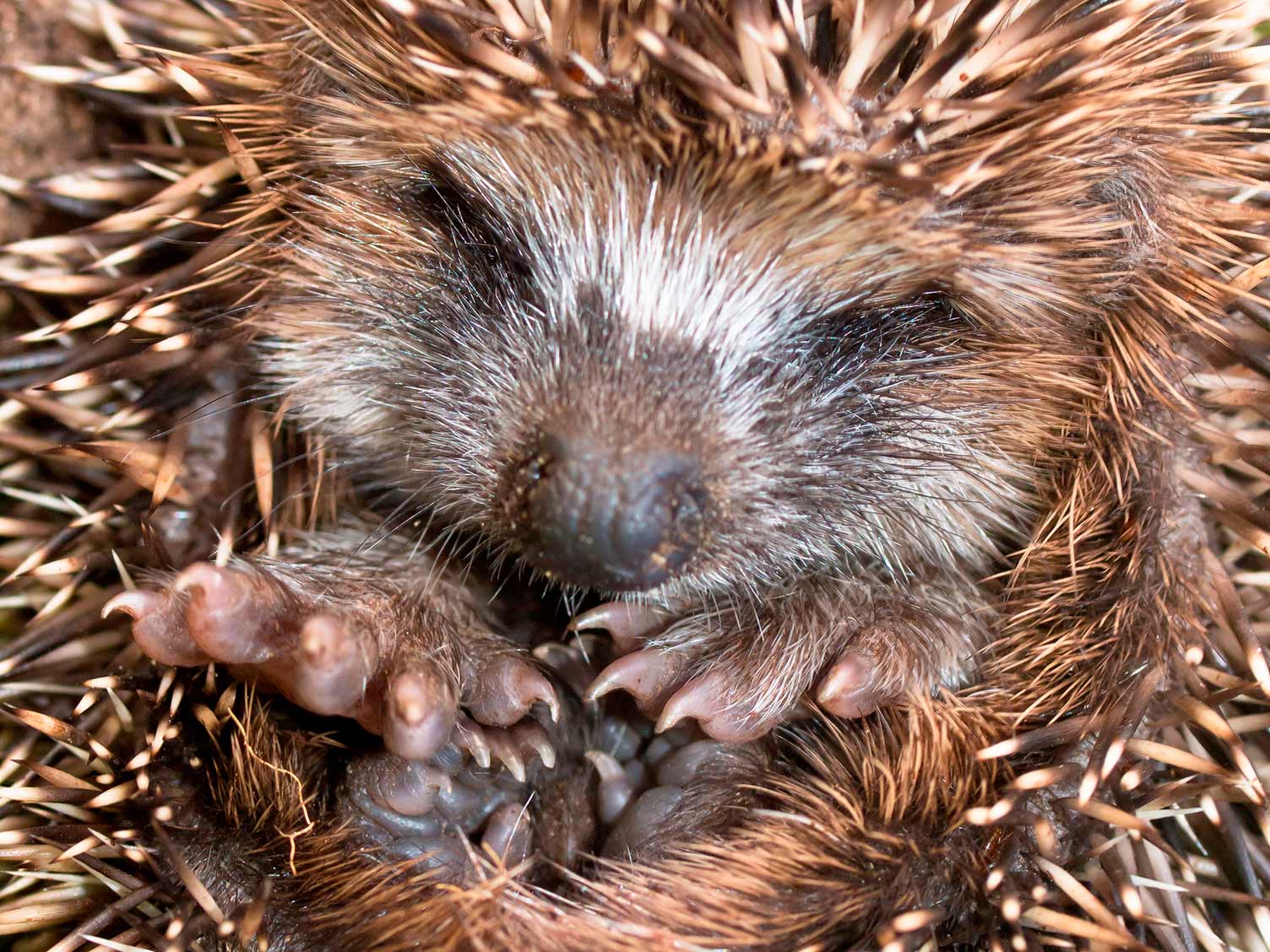 hedgehog pets kids