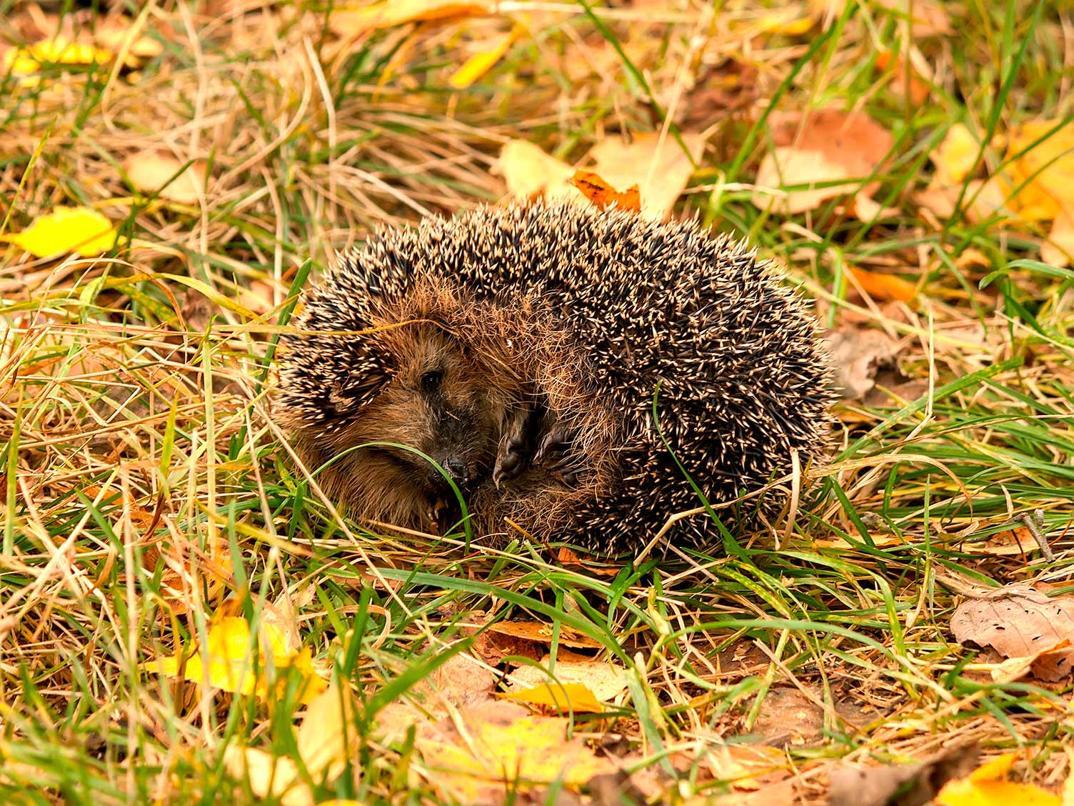 Hedgehog curled up in a ball for protection