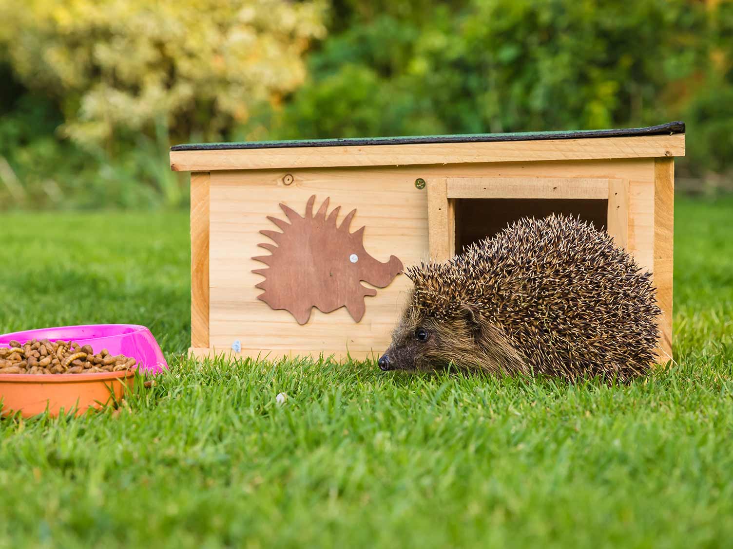 Hedgehog Friendly Gardens Lovethegarden