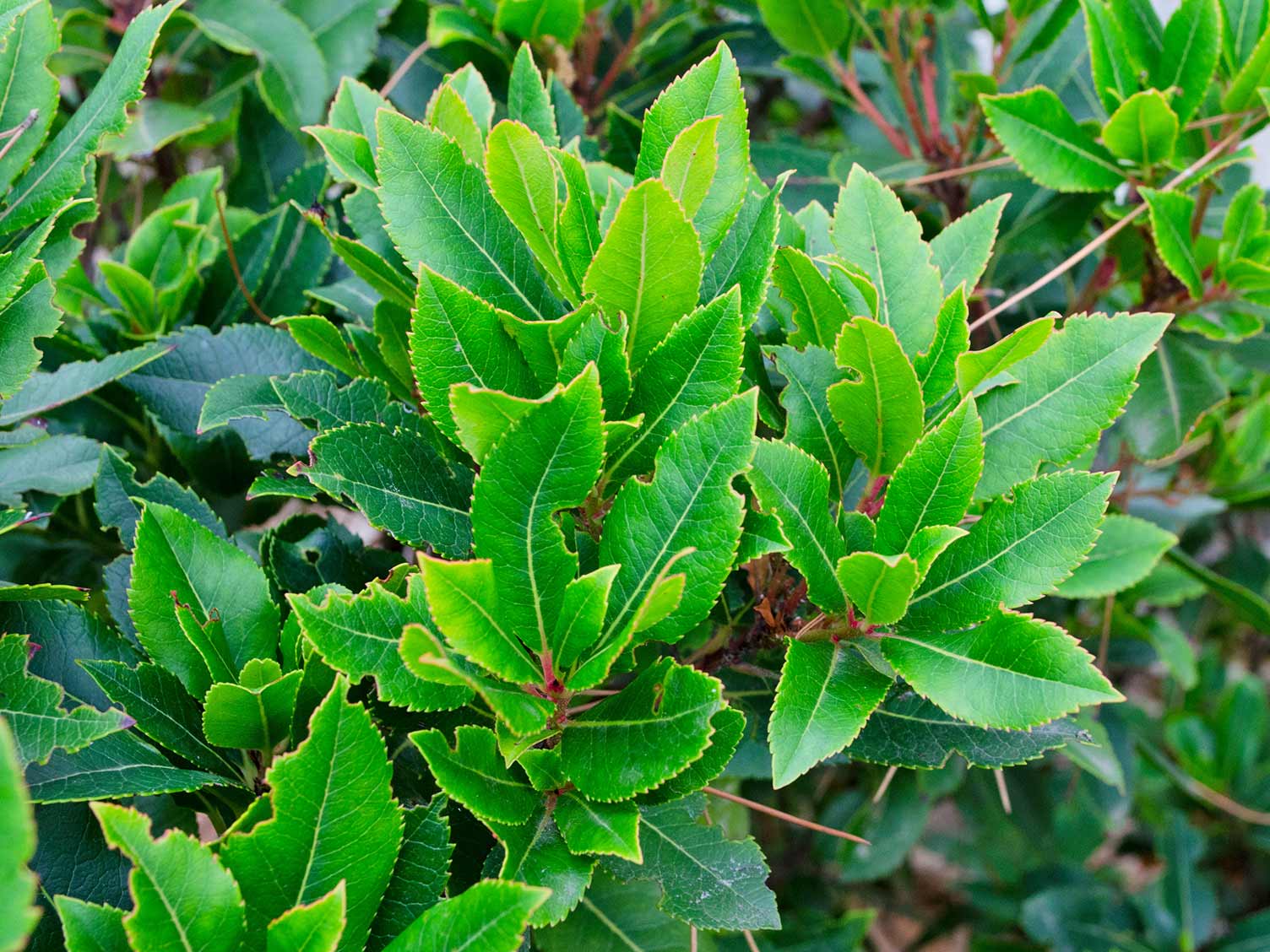 Setos del Reino Unido: Laurel