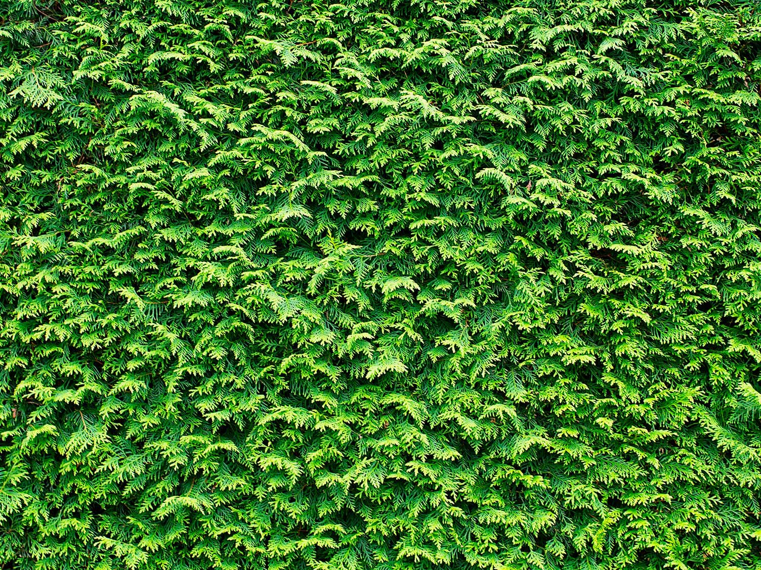 UK hedges: Leylandii
