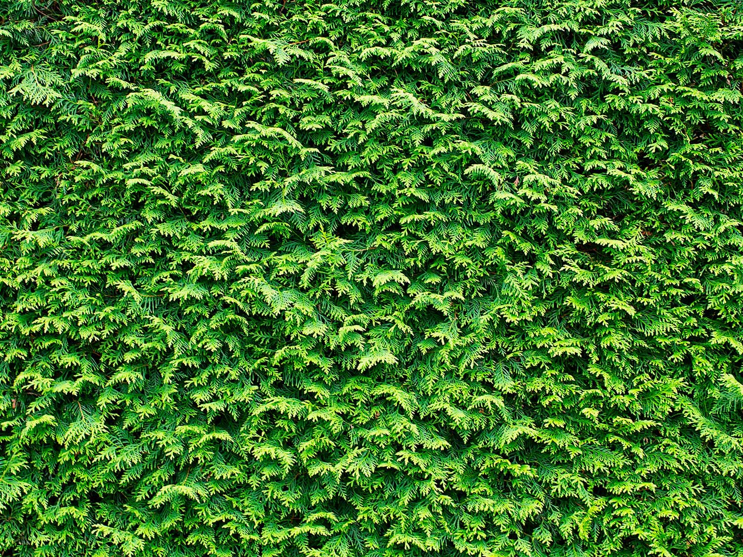 Setos del Reino Unido: Leylandii
