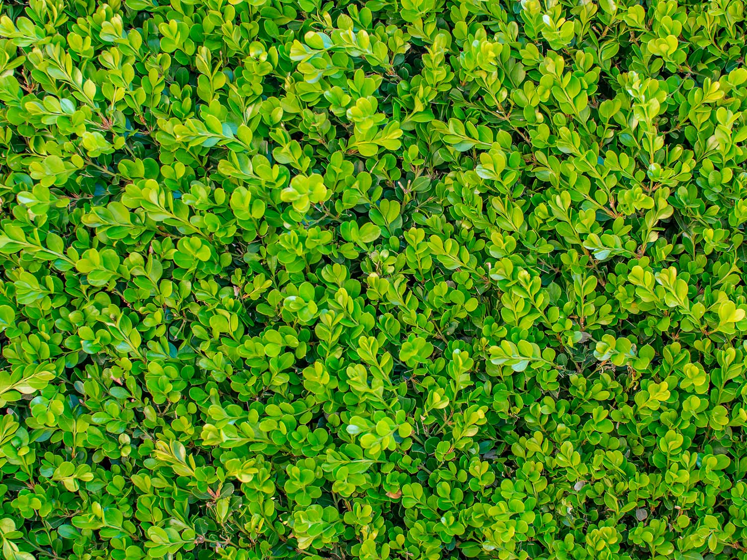 Setos del Reino Unido: Privet