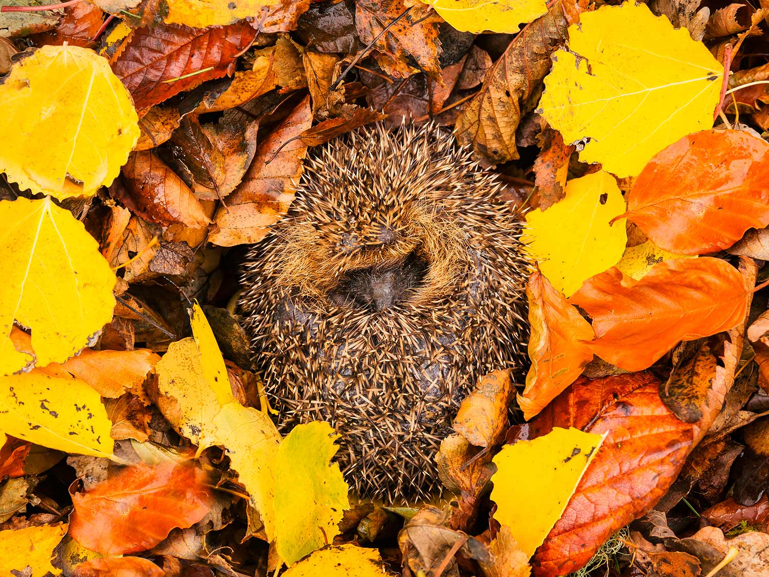 Hibernating hedgehog in leaves