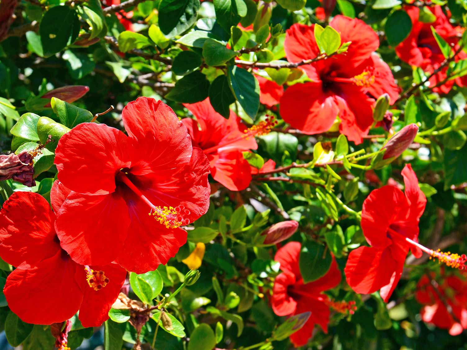 How To Grow And Care For Hibiscus Lovethegarden