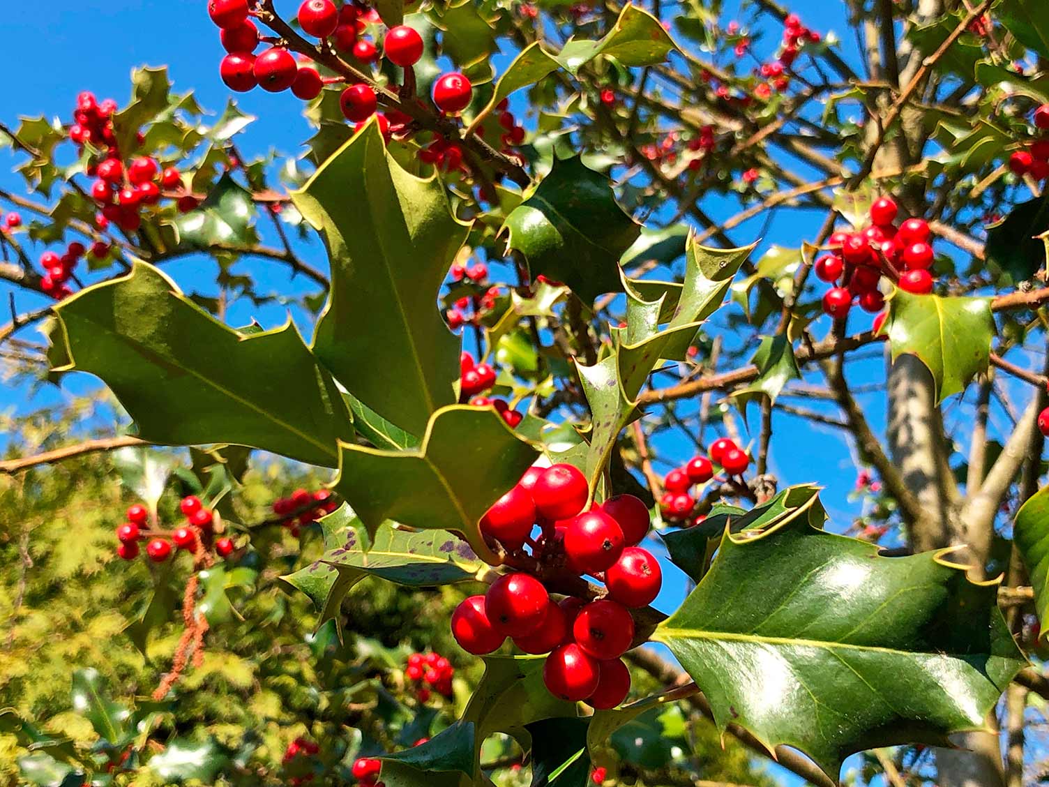 Holly growing, with berries