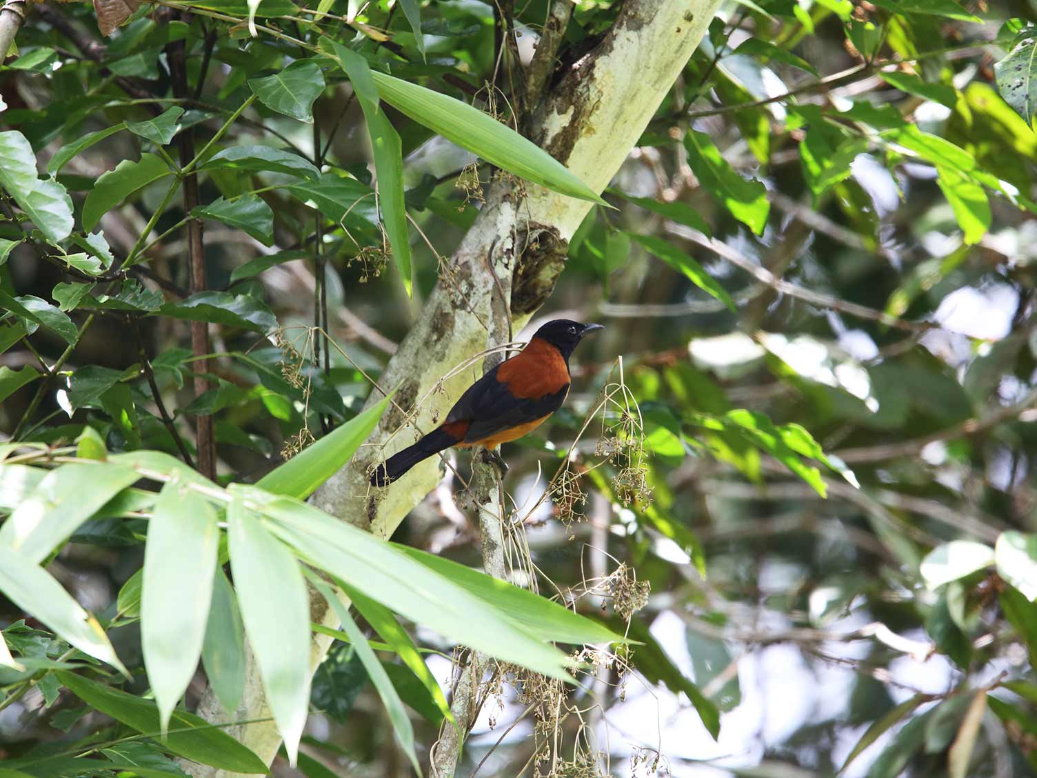 The Hooded Pitohui