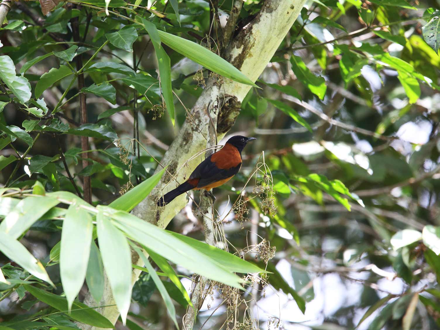 UK_hooded-pitohui.jpg The Hooded Pitohui
