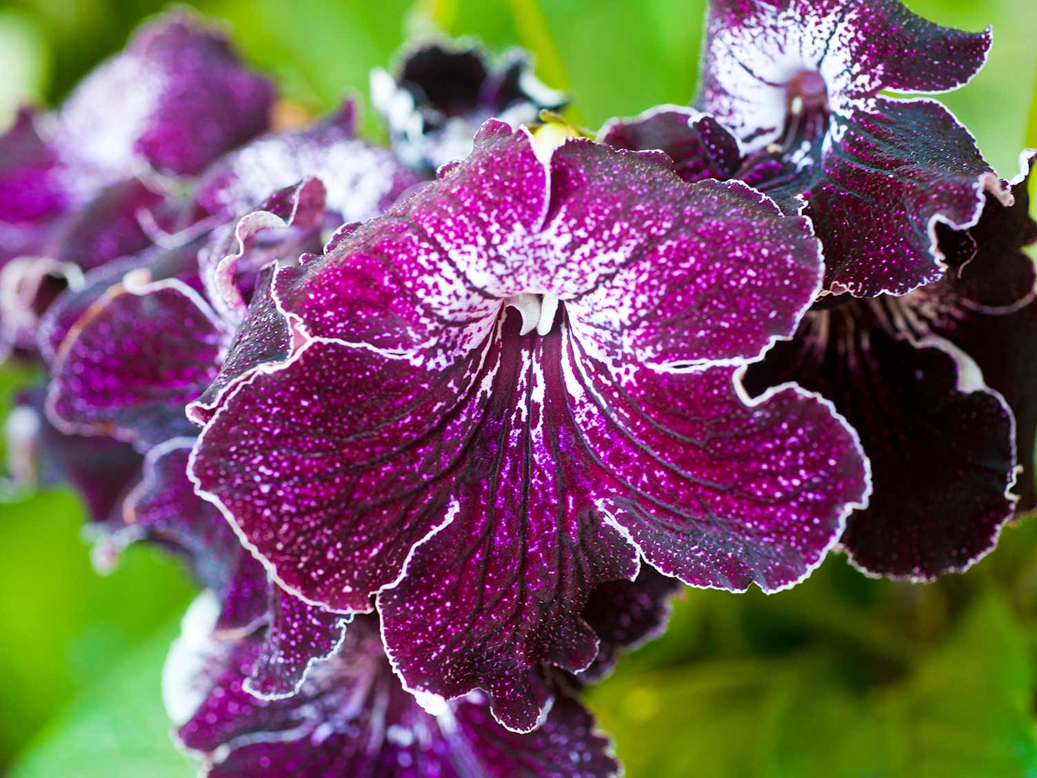 UK_houseplant-cape-primrose.jpg Cape primrose