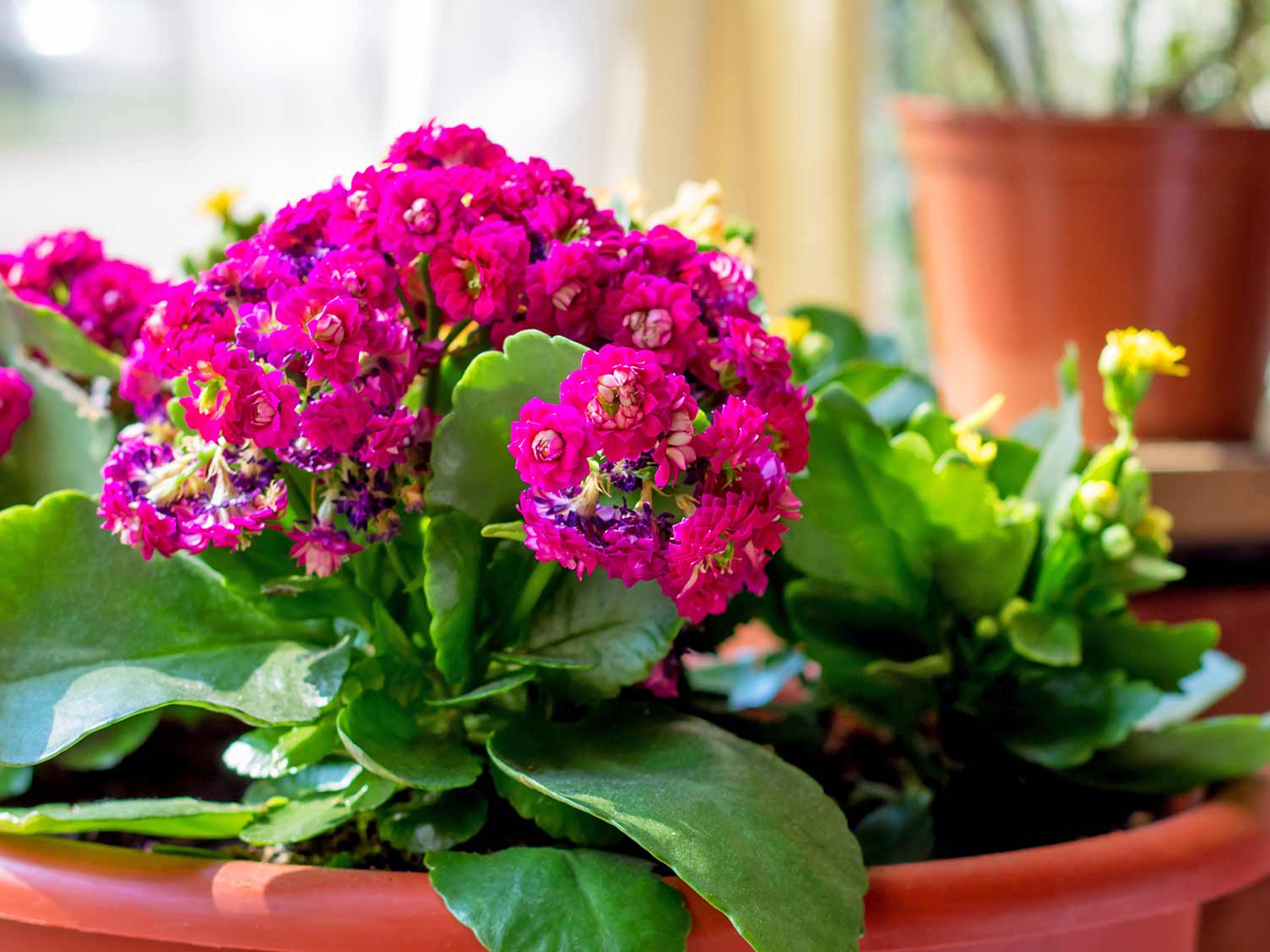 UK_houseplant-kalanchoe.jpg Kalanchoë houseplant