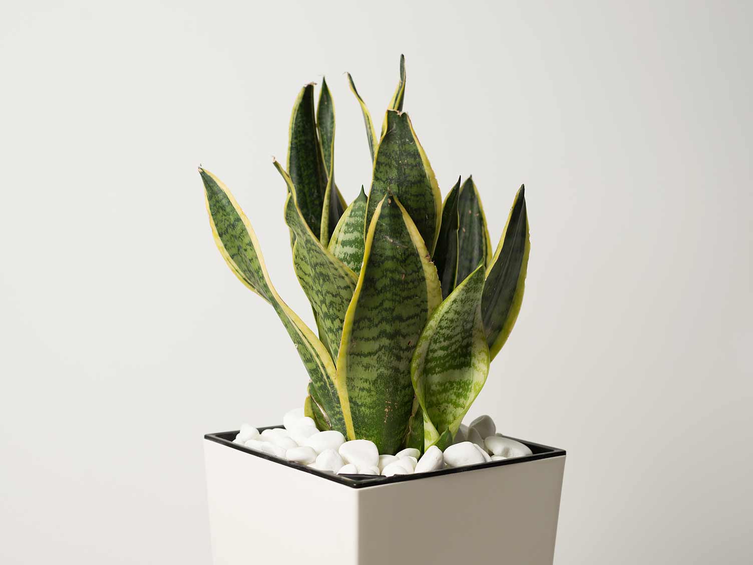 UK_houseplant-sansevieria.jpg Sansevieria