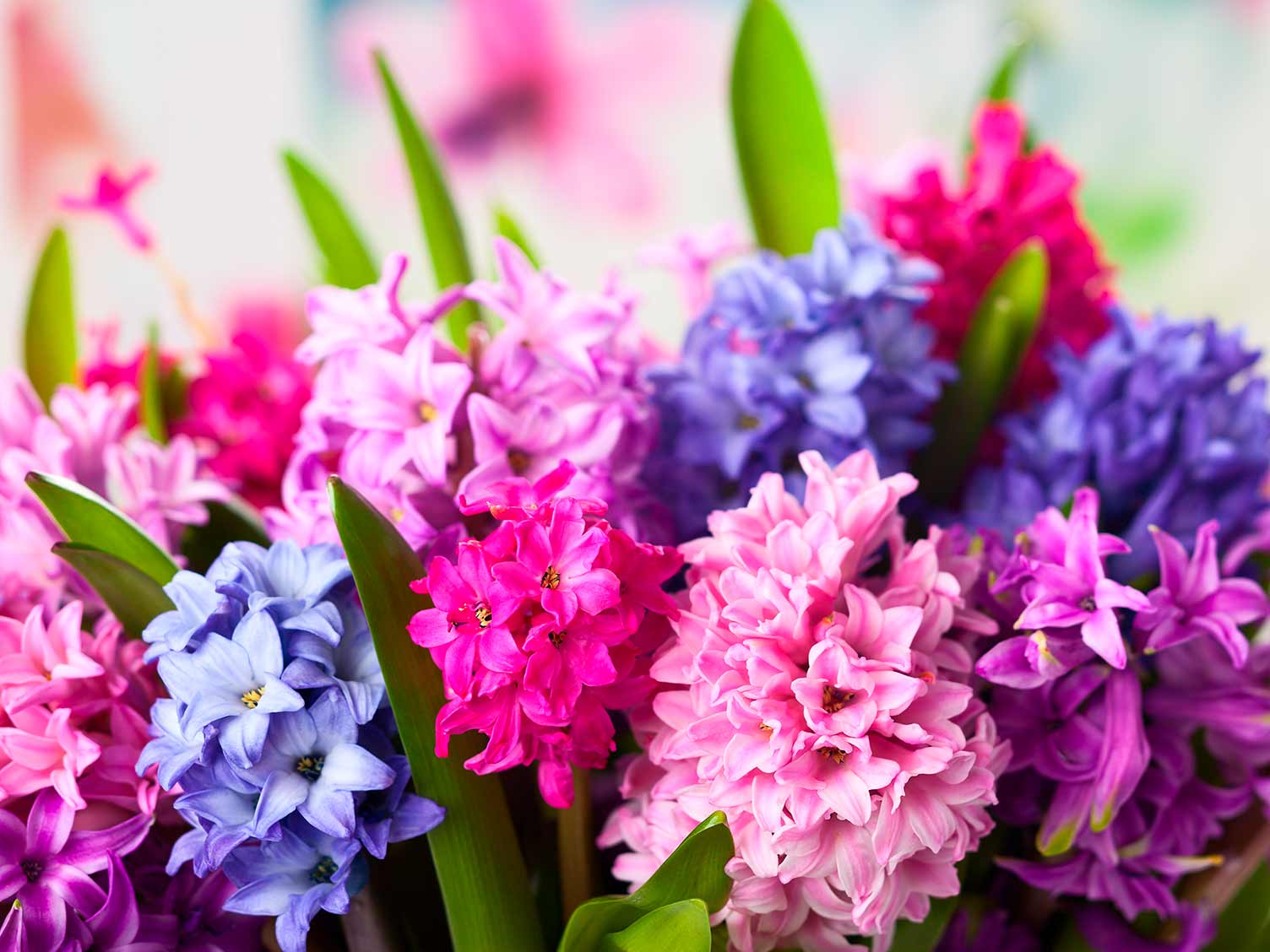 Colourful hyacinths