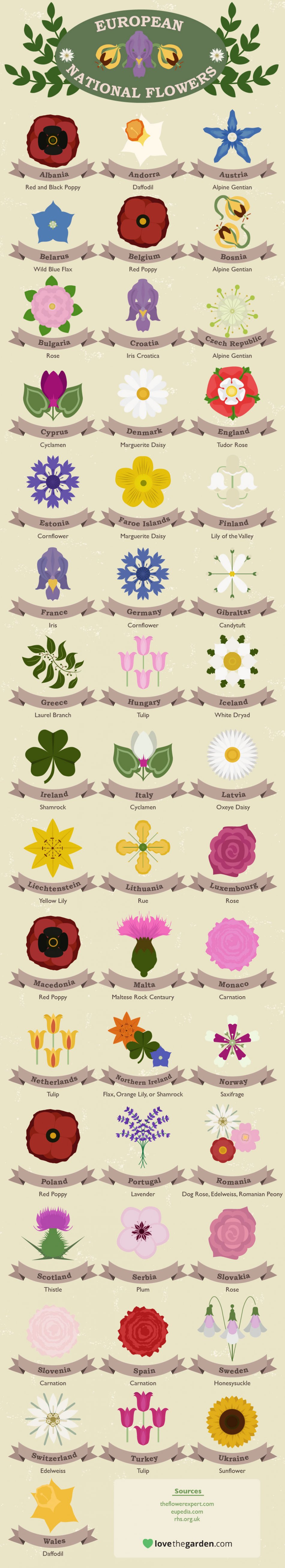European national flowers infographic