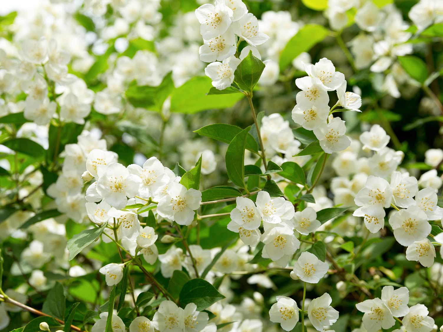 jasmine flower plant