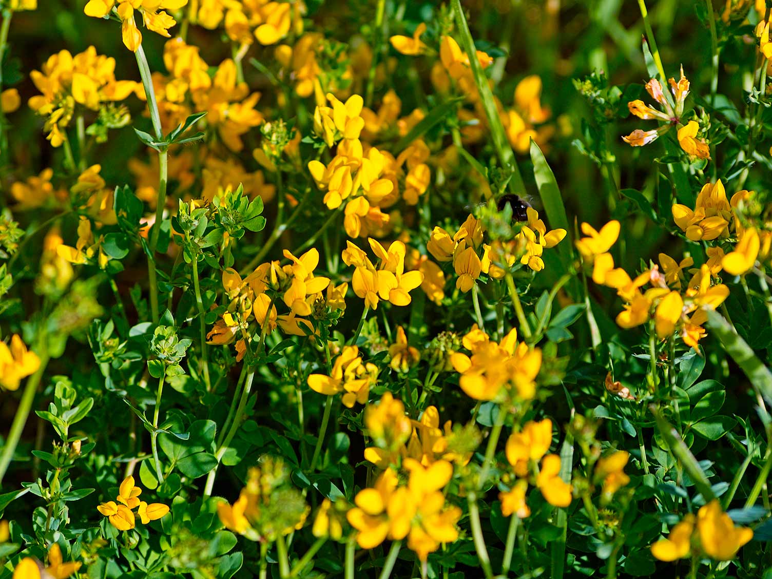 Bird’s foot trefoil weed