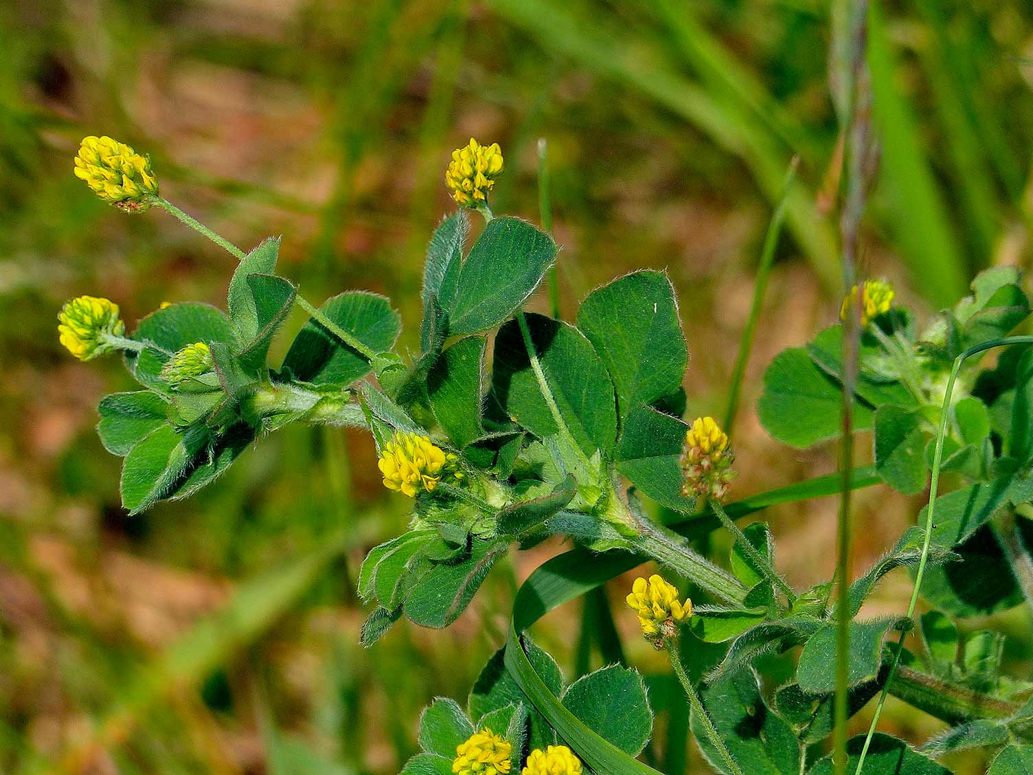 Black medick weed