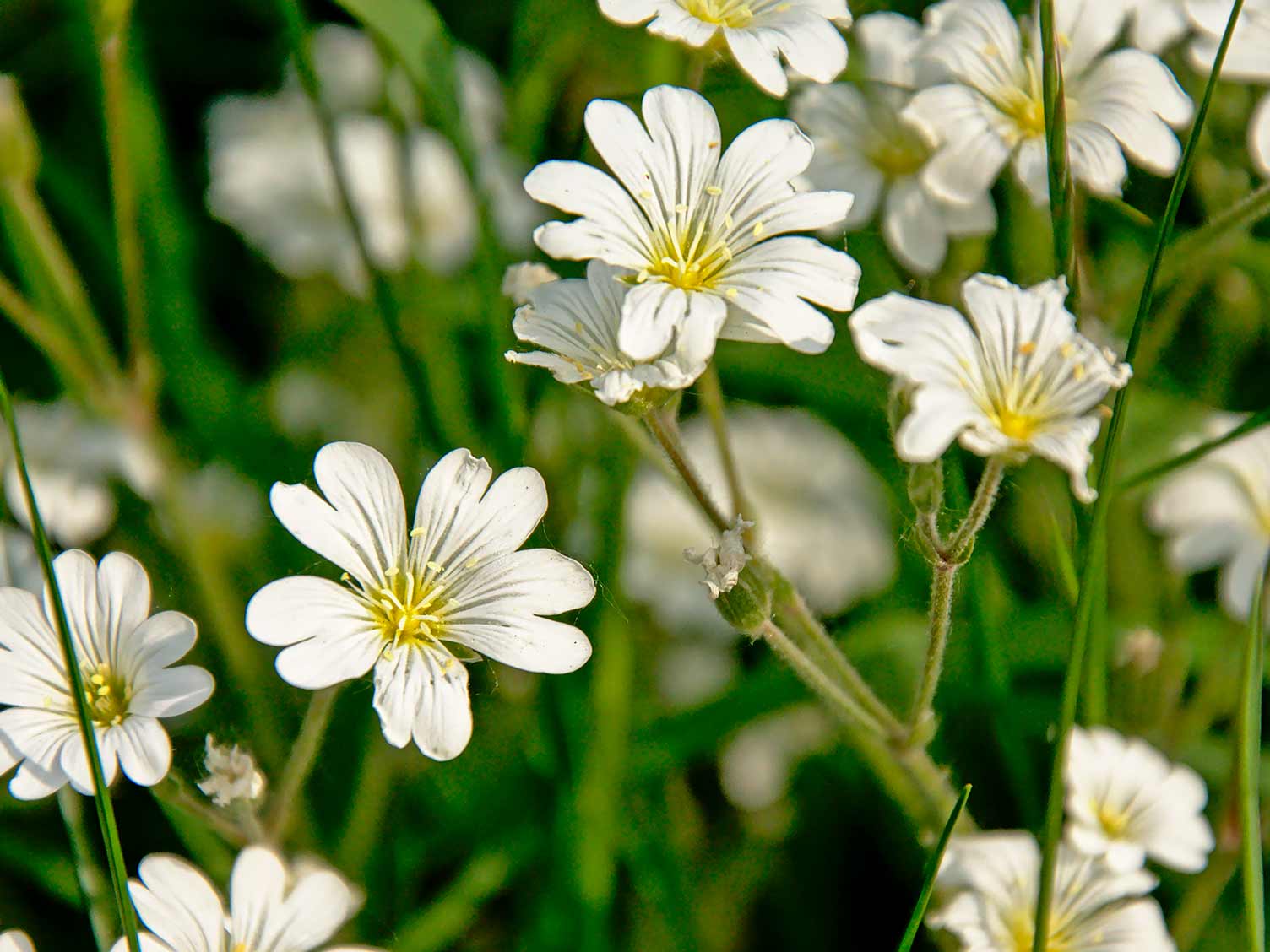 Common mouse-ear weed