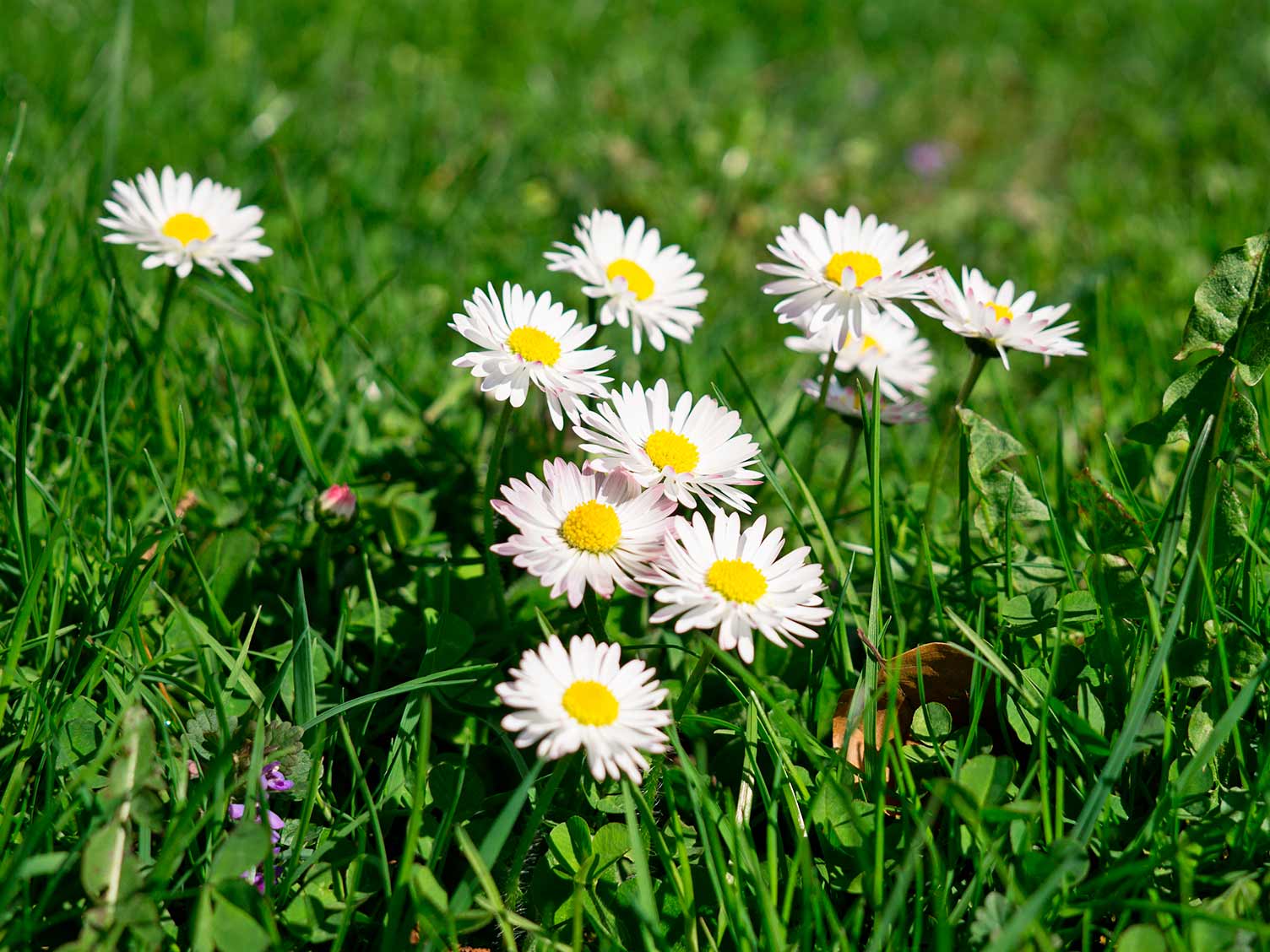 Daisy weeds in lawn
