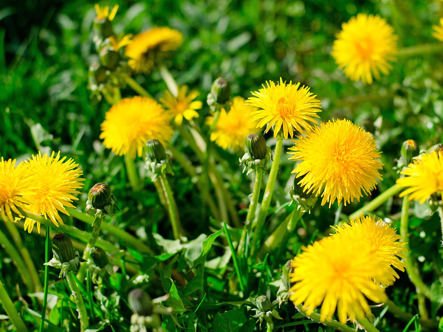 Dandelion weeds in lawn