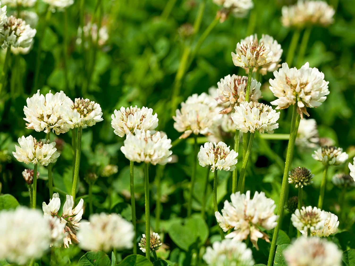 white weed flower