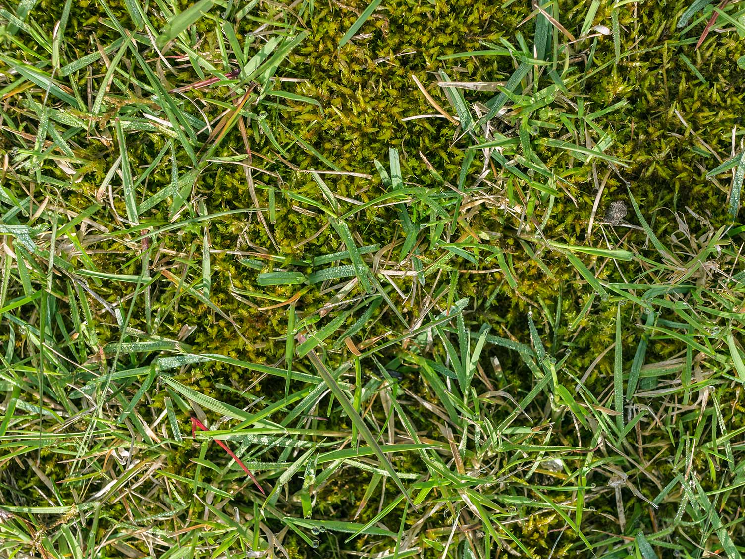 UK_lawn-moss.jpg Moss in a lawn