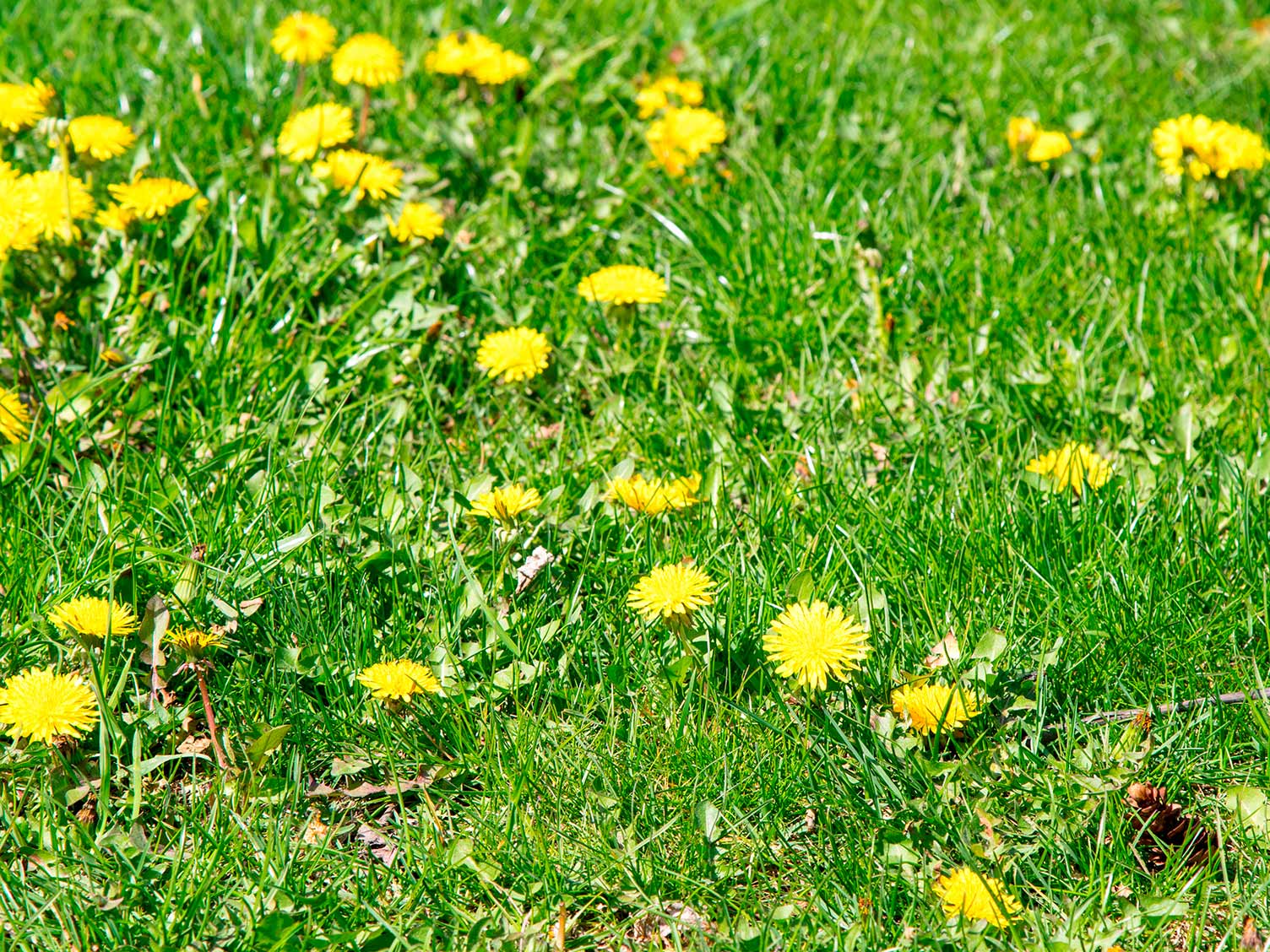 7 lawn care tips | Love The Garden