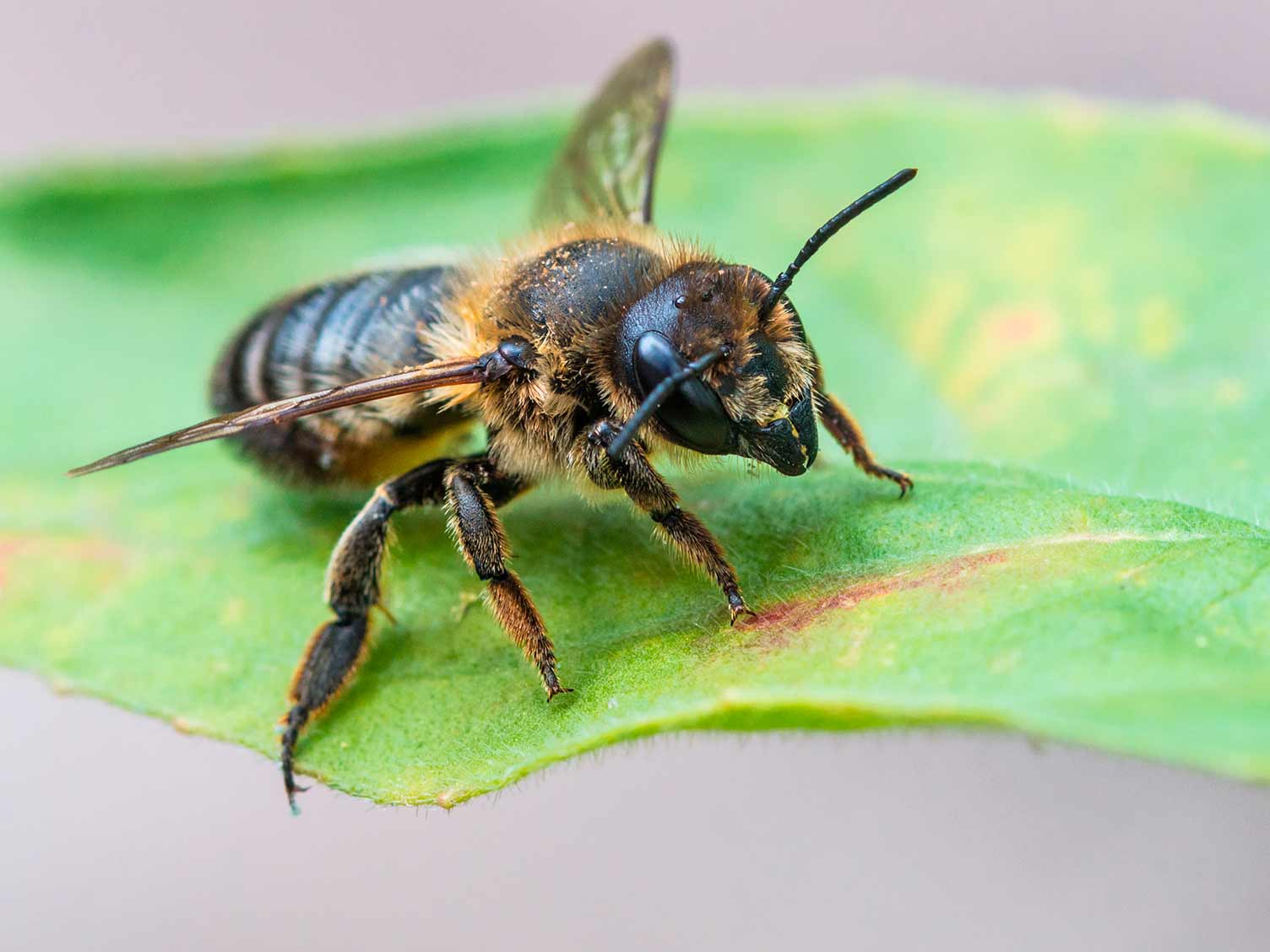 Leaf cutter bee closeup