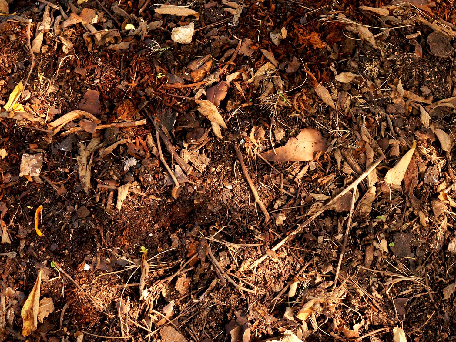 UK_leafmould-composted.jpg Composted leafmould