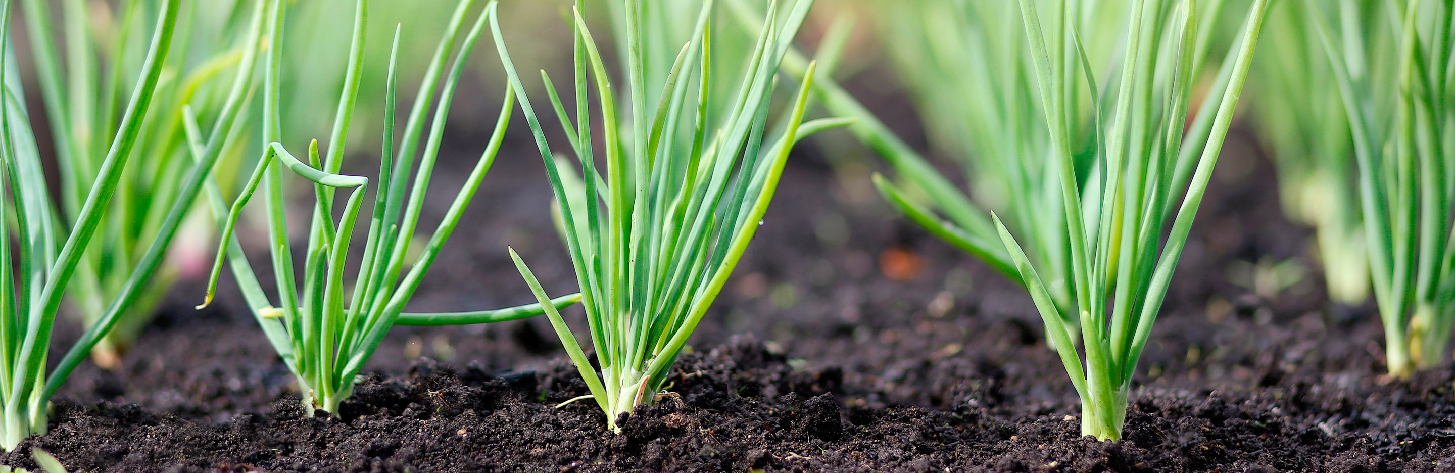 How to use bone meal fertiliser for plants