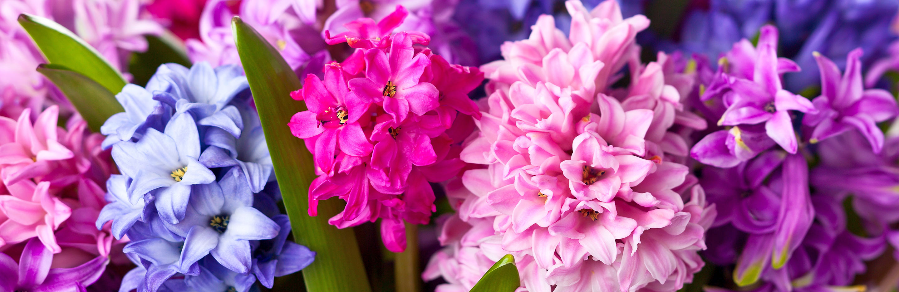 Top 10 most popular spring bulbs